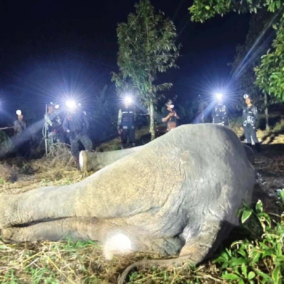 ชัยวัฒน์ สลดใจ พลายม้วน จากไปอย่างน่าเศร้า หลังโดนไฟฟ้าช็อต