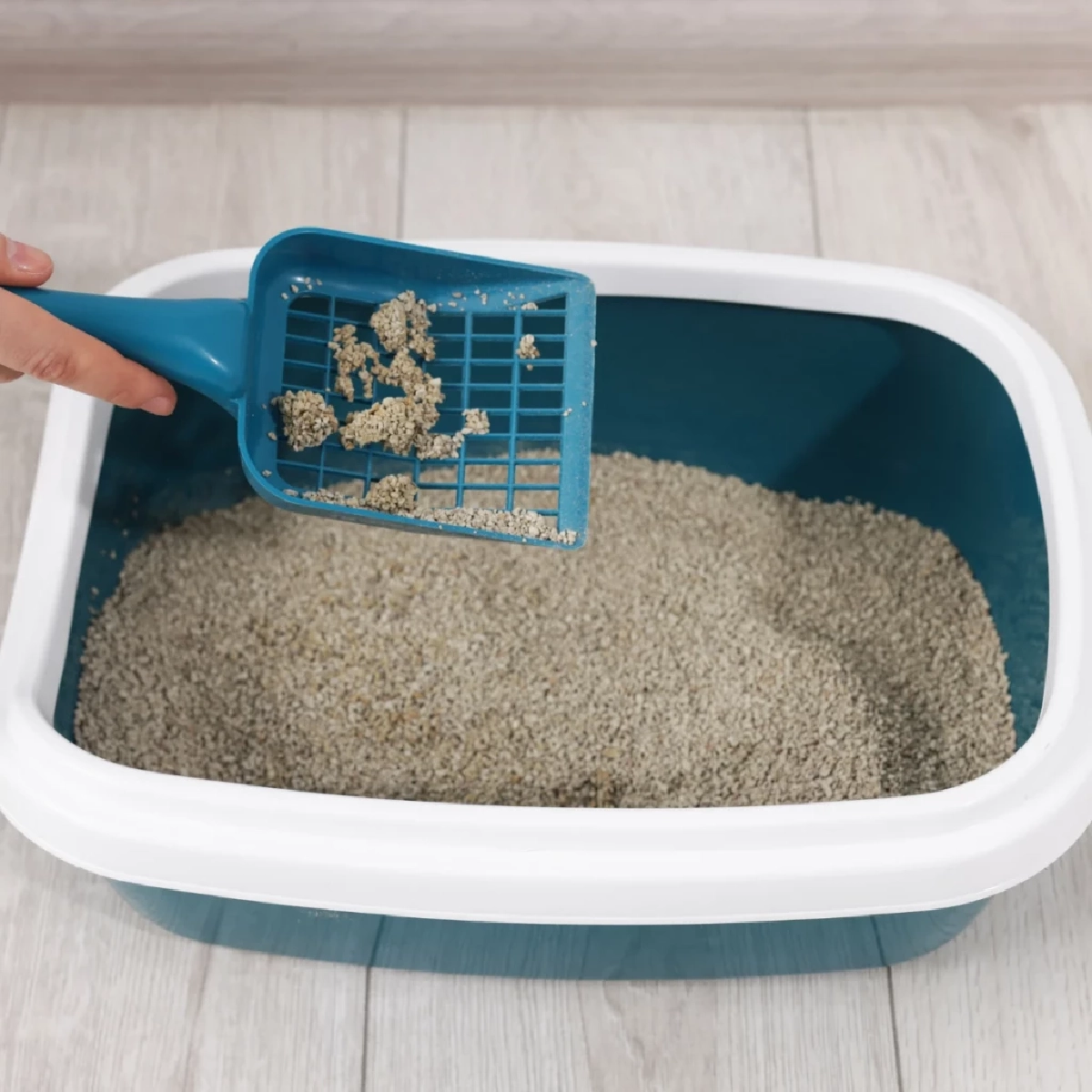 อึแมวบอกโรค! เปิดสัญญาณเตือนสุขภาพที่ทาสแมวต้องรู้