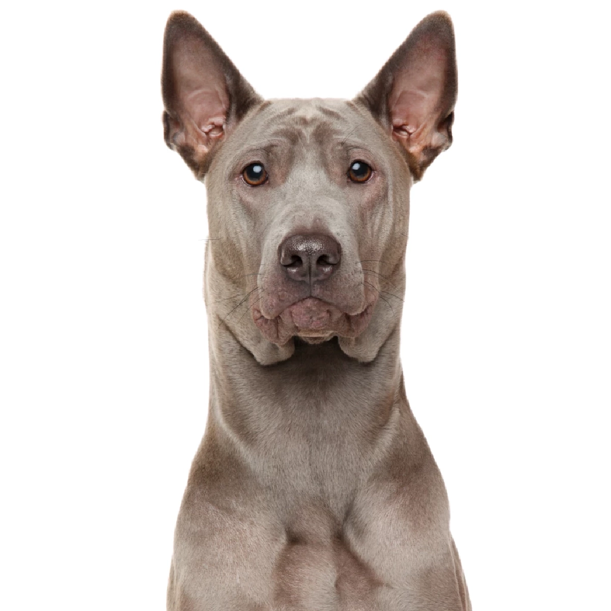 รู้จัก “สุนัขไทยหลังอาน” พันธุ์แท้สุดหายาก นักล่าแสนภักดีแห่งสยาม