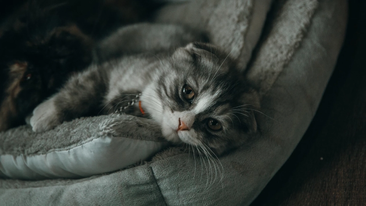 แมวซึมหลังเสียเพื่อนร่วมบ้าน นี่คือสัญญาณความเหงาใช่ไหม?