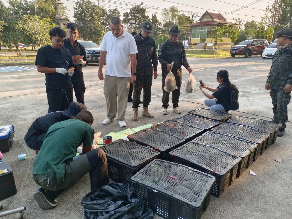 จับแหล่งค้าลิงข้ามชาติ! ยึด 63 ตัว ซัดทอดเครือข่ายใหญ่