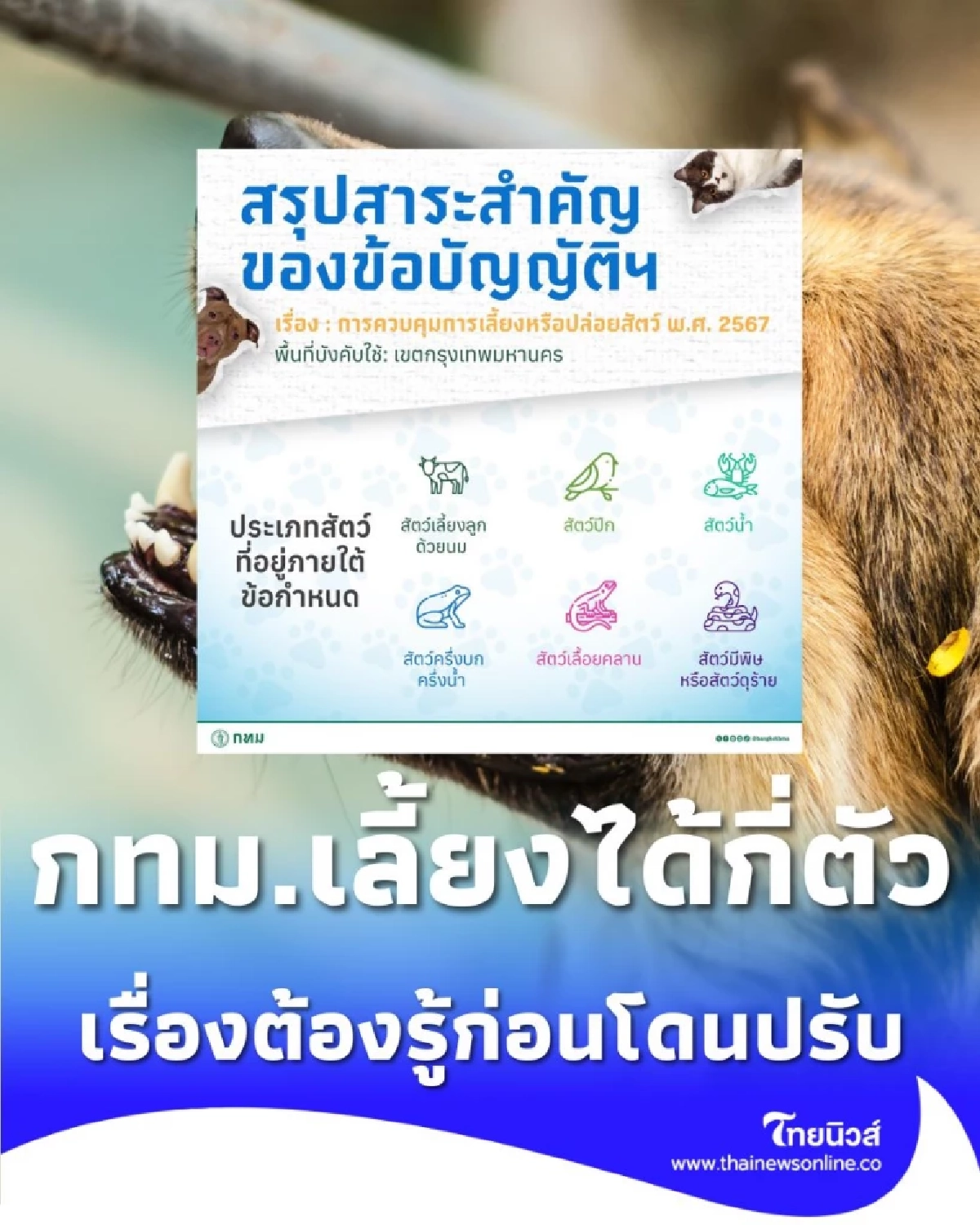 กฎหมายคุมสัตว์เลี้ยง กทม. เลี้ยงได้กี่ตัว ต้องทำอะไรบ้างก่อนโดนปรับ