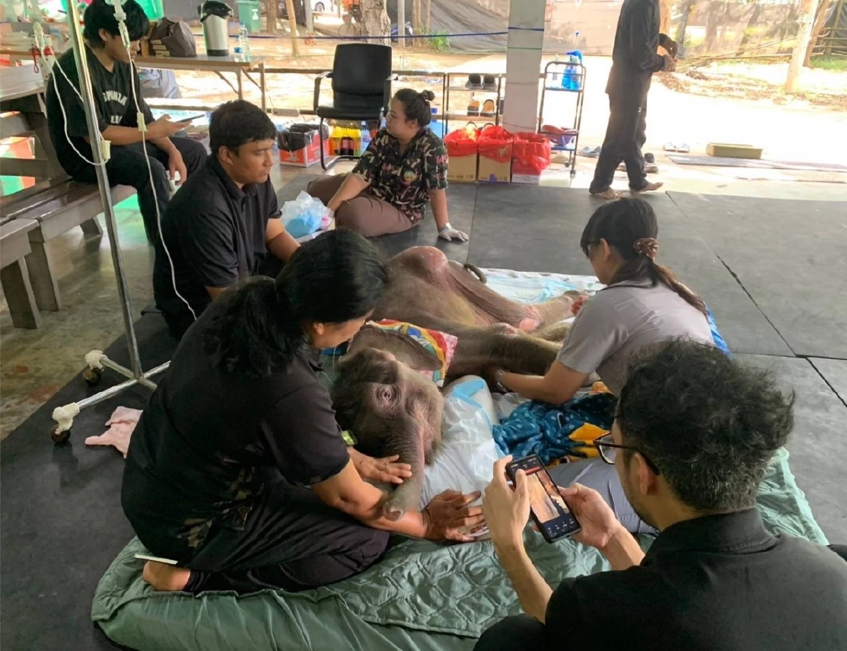 คืบหน้าอาการลูกช้างป่า ‘พังข้าวต้ม’ ทีมสัตวแพทย์ดูแลใกล้ชิดต่อเนื่อง