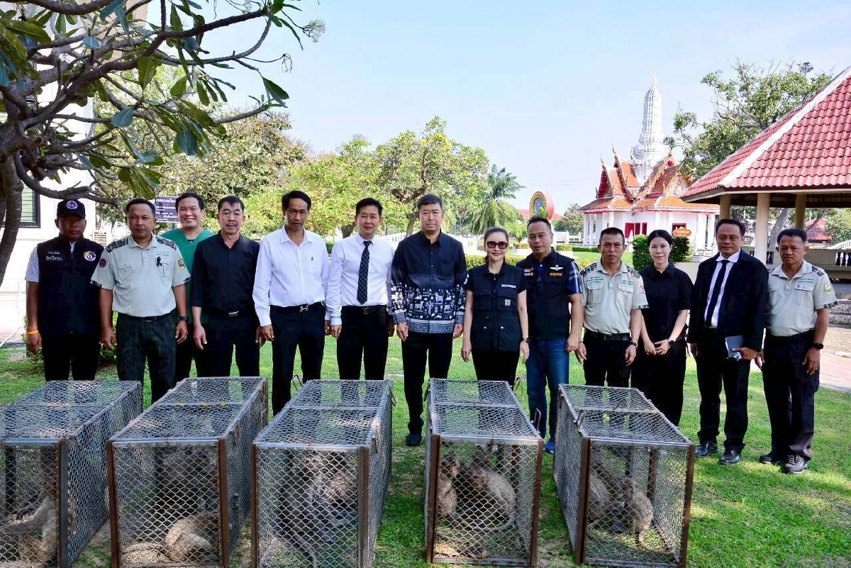 จัดทีมสัตวแพทย์ ลุยทำหมันและเคลื่อนย้ายลิงแสมรอบเขาวัง
