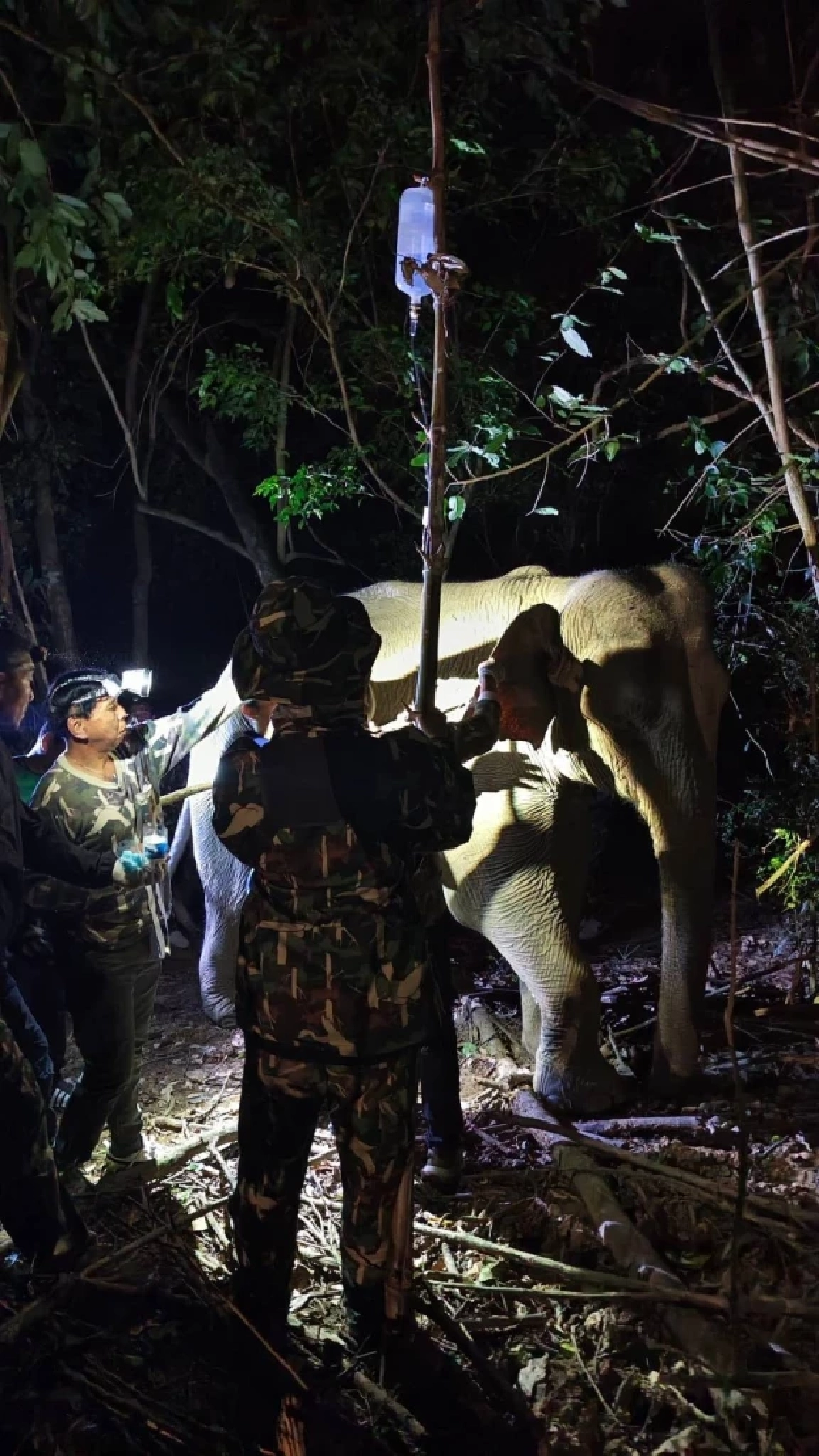 เจ้าหน้าที่ อช.กุยบุรี ร่วมกับสัตวแพทย์ เร่งรักษาช้างป่า