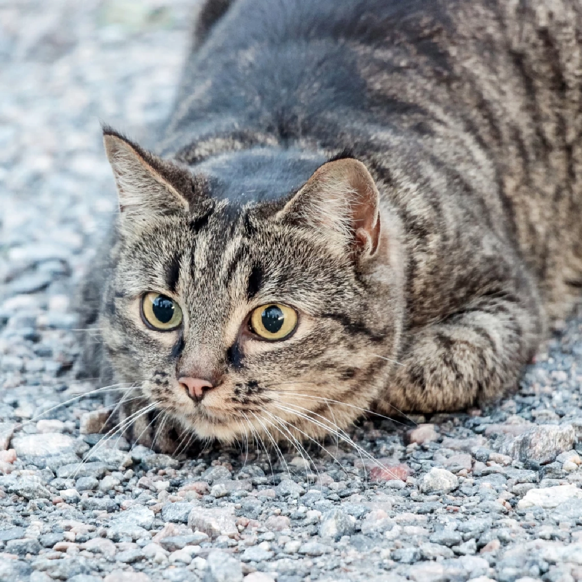 เผยความหมายเสียง “แหงะ ๆ” ของแมว บ่งบอกสัญชาตญาณนักล่าที่ซ่อนอยู่