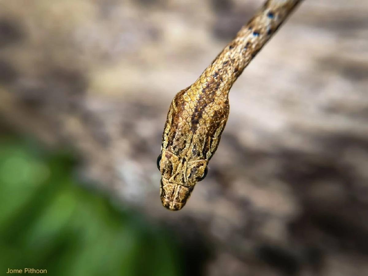 งูเถา นักอำพรางแห่งพงไพร เสน่ห์งามซ่อนเร้นของนักล่ากลางวัน