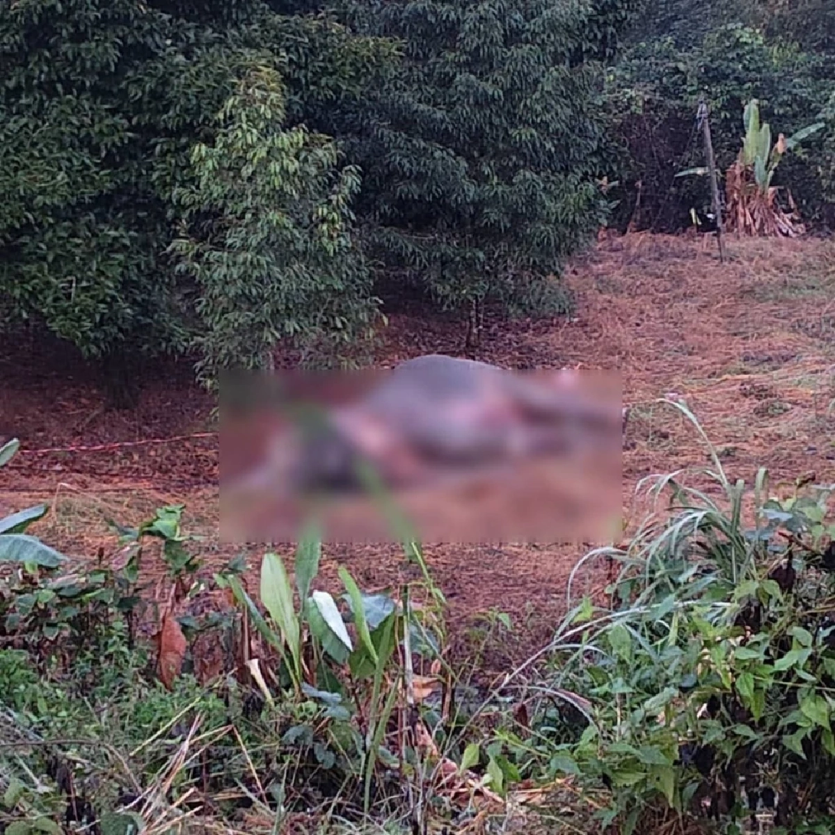 รองนายกฯ สั่งเร่งดำเนินคดีช้างป่าล้ม จากไฟฟ้าช็อต  3 ซากที่จันทบุรี