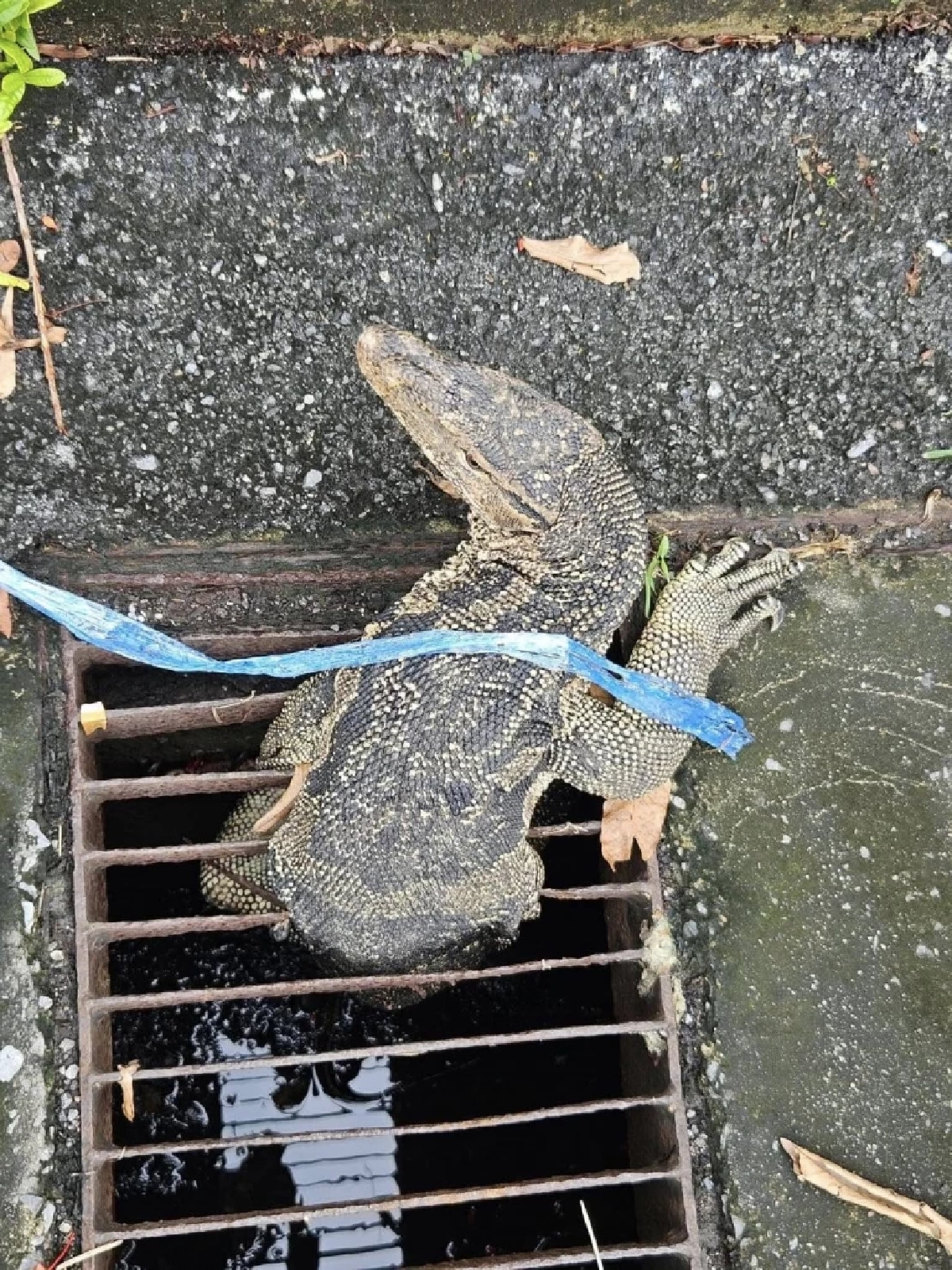 กู้ภัยคลองเตยระทึก! ช่วย ตัวเงินตัวทอง ติดท่อระบายน้ำ