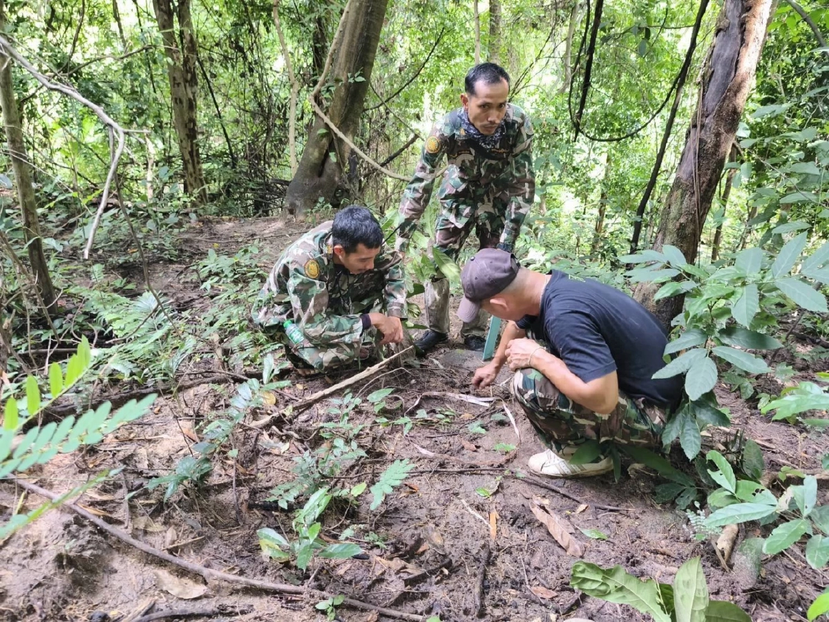ลูกช้างป่าห้วยขาแข้งกลับคืนโขลงสำเร็จ หลังพบรอยแม่ช้างรับตัว