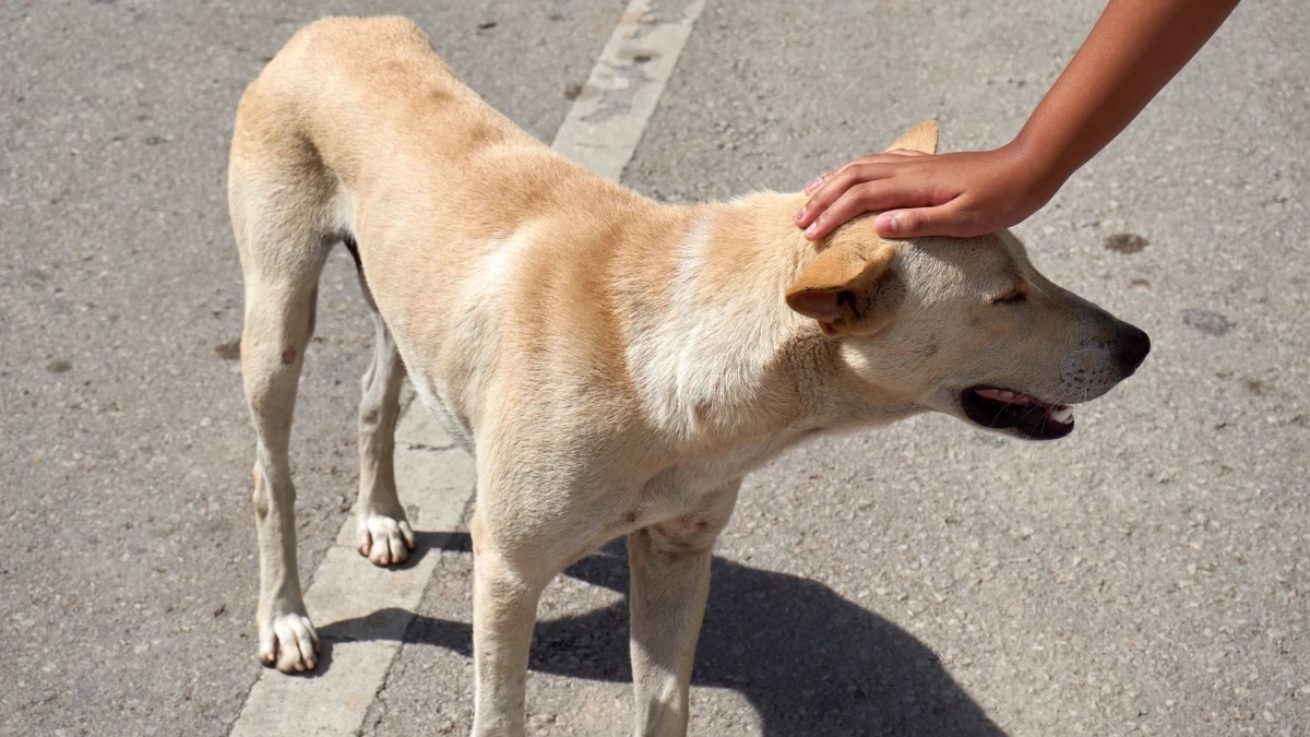 ส่ายหางใช่ว่าจะเป็นมิตรเสมอ? ระวังสัญญาณเตือนจากน้องหมา