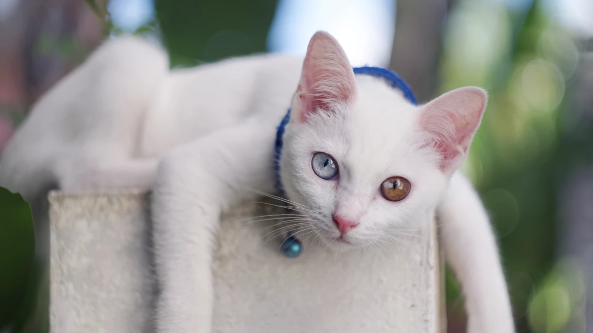 ครม. เห็นชอบประกาศ “แมวไทย” เป็นเอกลักษณ์ประจำชาติประเภทสัตว์เลี้ยง