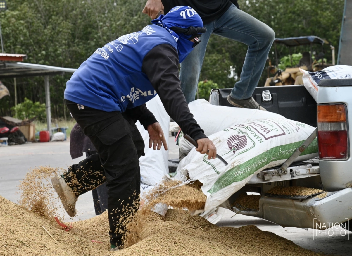 ชาวนายิ้มรับ ข้าวหอมสุรินทร์ราคาพุ่งแตะตันละ 1.3 หมื่น