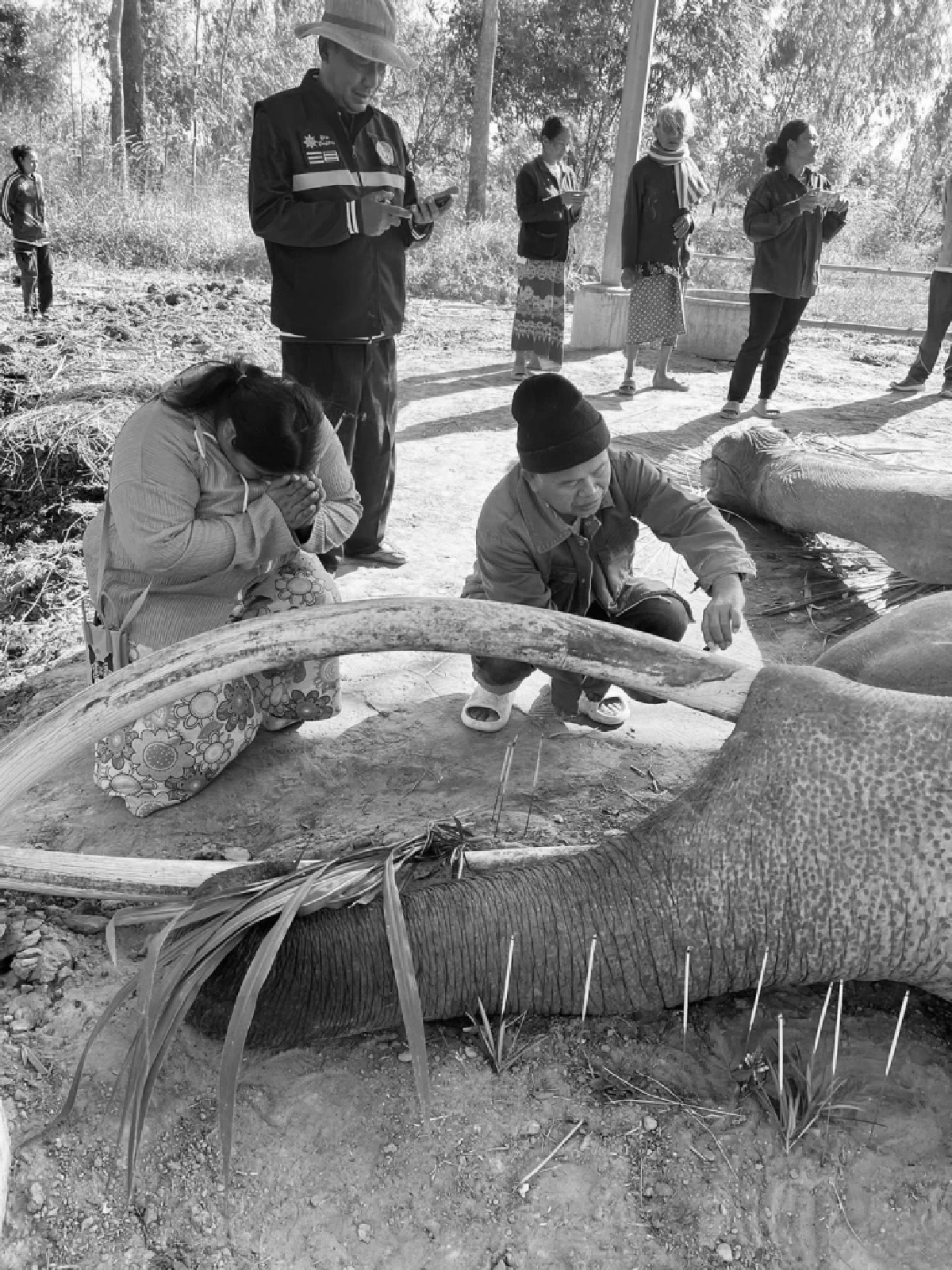 เปิดสาเหตุ คาดทำ\"พลายสมคิด\"ล้มกะทันหัน เจ้าของเศร้าสุดใจ