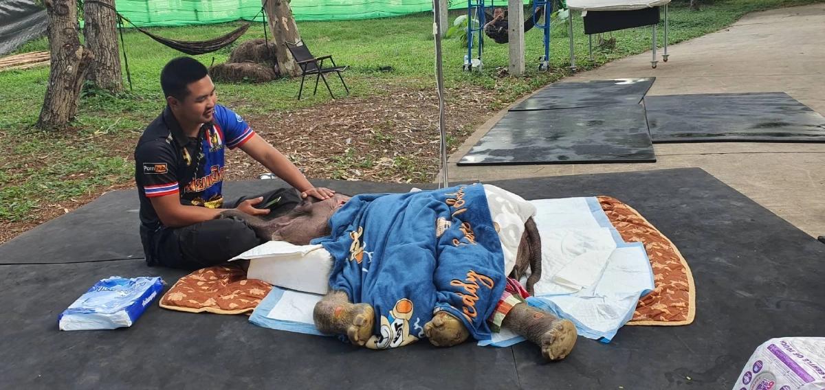 อาการ ‘พังข้าวต้ม’ ลูกช้างป่าดีขึ้นต่อเนื่อง ทีมสัตวแพทย์ดูแลใกล้ชิด