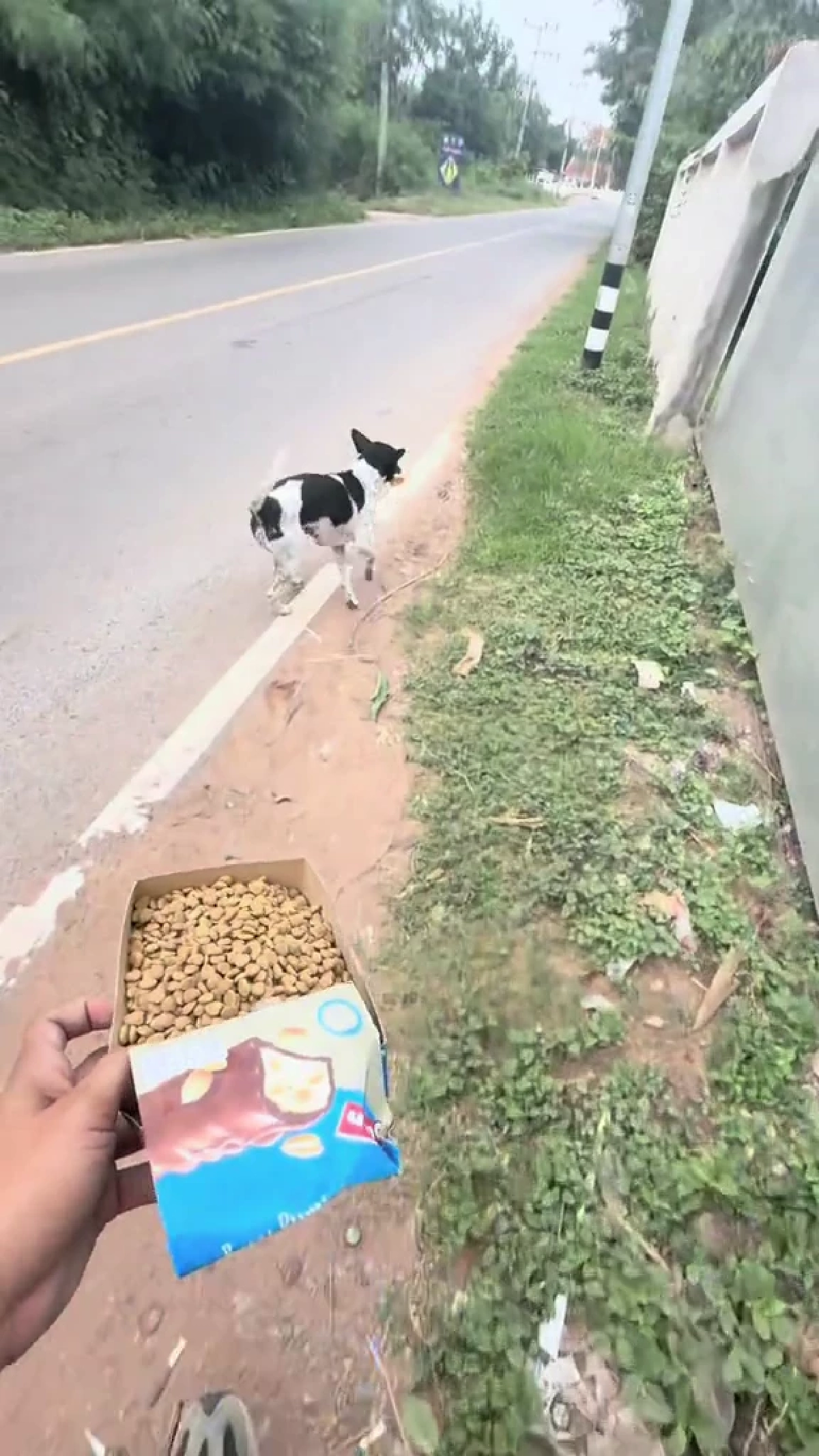 ถูกหักเงินก็ไม่หวั่น หนุ่มส่งขนมปังใจงาม คอยเลี้ยงอาหารหมาจร