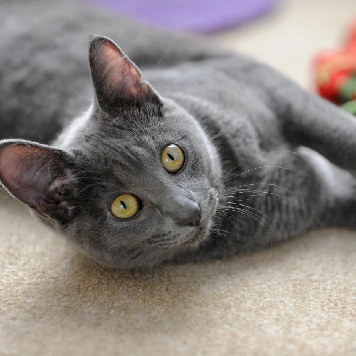 แมวโคราช