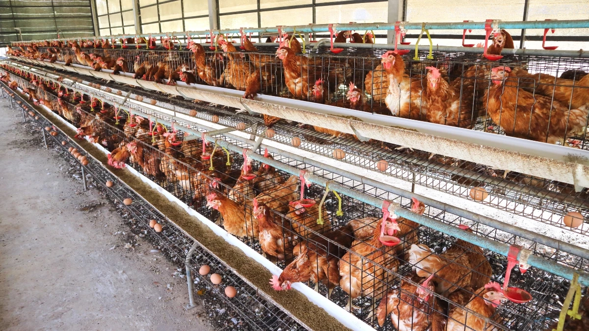 ปศุสัตว์แจ้งเตือน ผู้เลี้ยงสัตว์ปีกให้เฝ้าระวังโรคระบาด