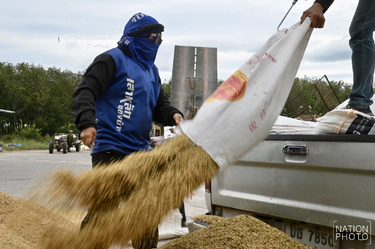 ชาวนายิ้มรับ ข้าวหอมสุรินทร์ราคาพุ่งแตะตันละ 1.3 หมื่น