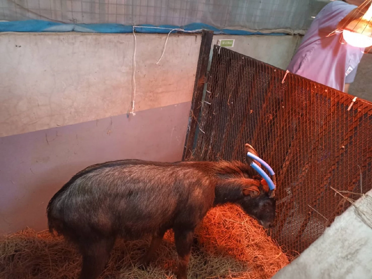 ช่วยทันเวลา! เจ้าหน้าที่สระบุรีช่วยเลียงผาบาดเจ็บ ส่งรักษา