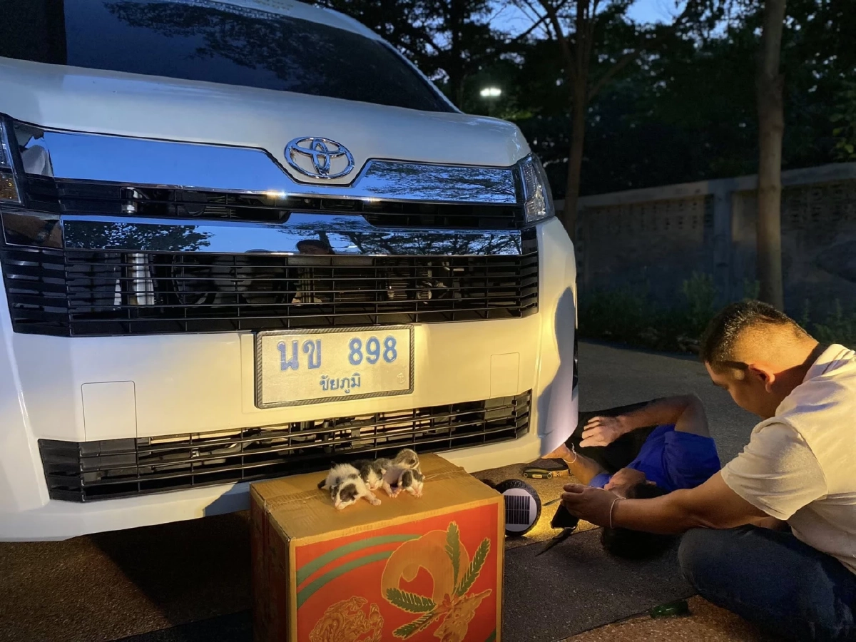 ทะเบียนรถพระเกจิดัง หลวงปู่จื่อ หลังแม่แมวมาคลอดลูกใต้ท้องรถ