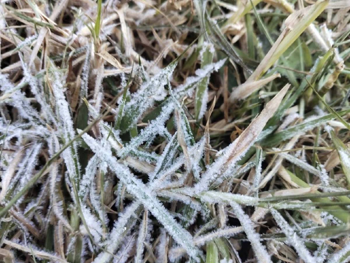 ดอยอินทนนท์พบเหมยขาบแรกของปี อุณหภูมิลดฮวบเหลือ 4 องศา