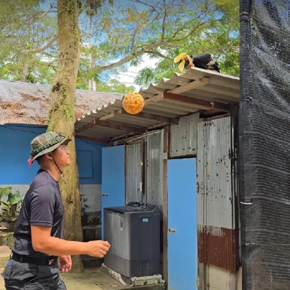 นกเงือก “มาแอะ” จากสัตว์บาดเจ็บ สู่เพื่อนรักนาวิกโยธิน