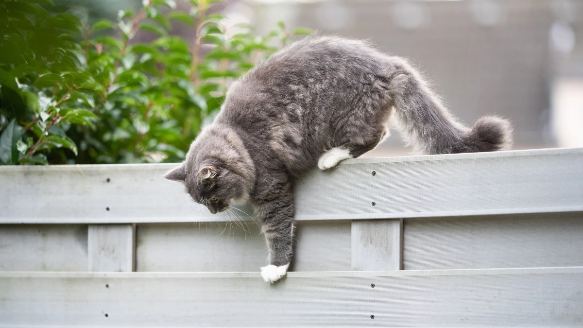 ทำอย่างไรดี? เมื่อหมา–แมวชอบหนีออกจากบ้าน!