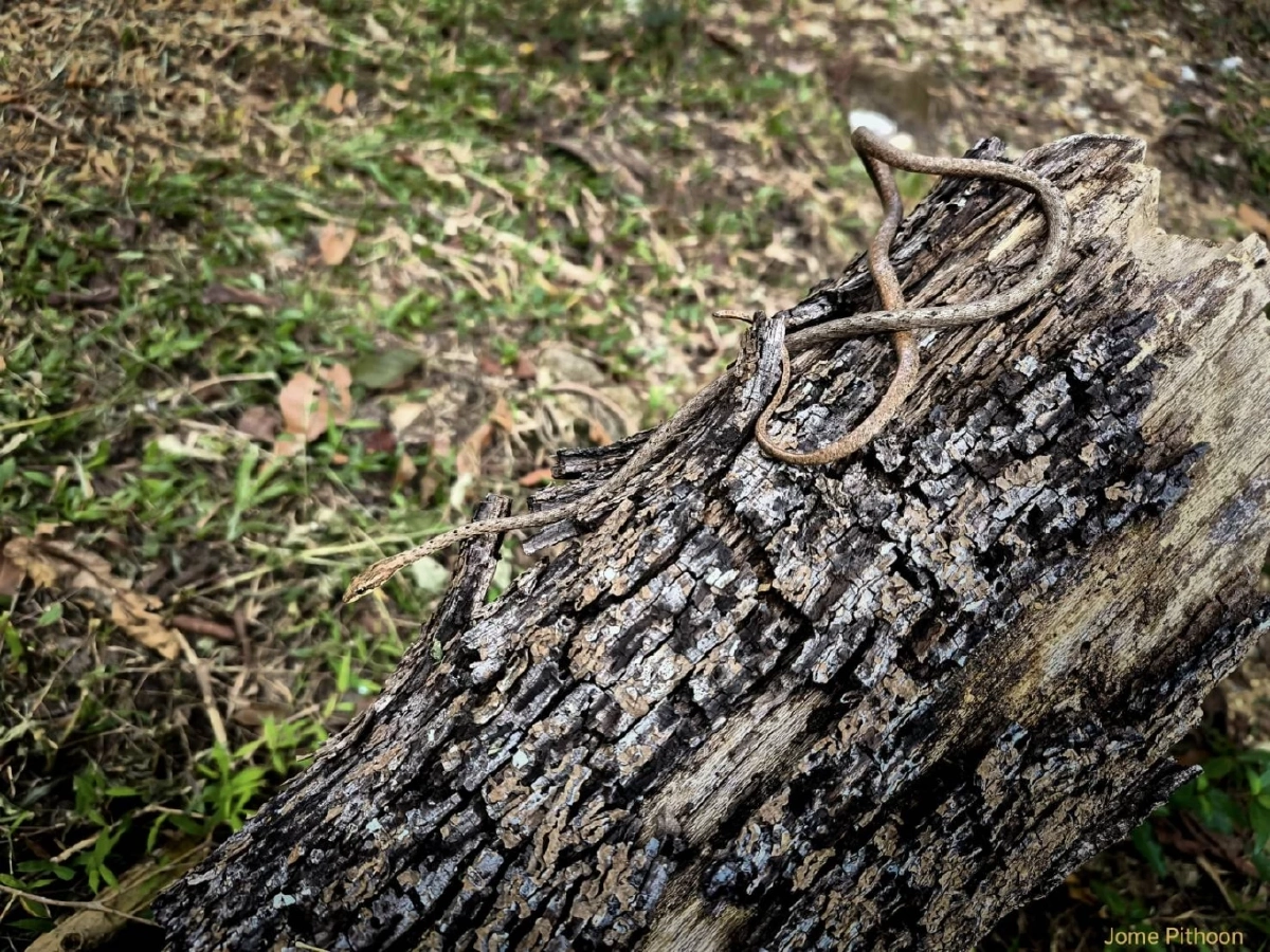 งูเถา นักอำพรางแห่งพงไพร เสน่ห์งามซ่อนเร้นของนักล่ากลางวัน