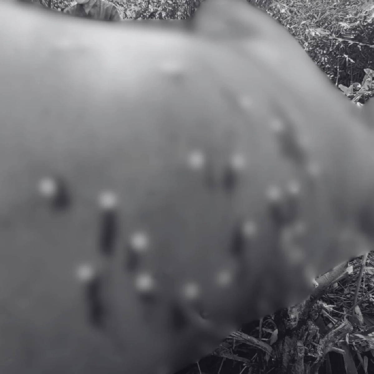 สัตวแพทย์ตรวจซากช้างป่า พบลูกตะกั่ว 6 เม็ด เร่งล่าคนยิง