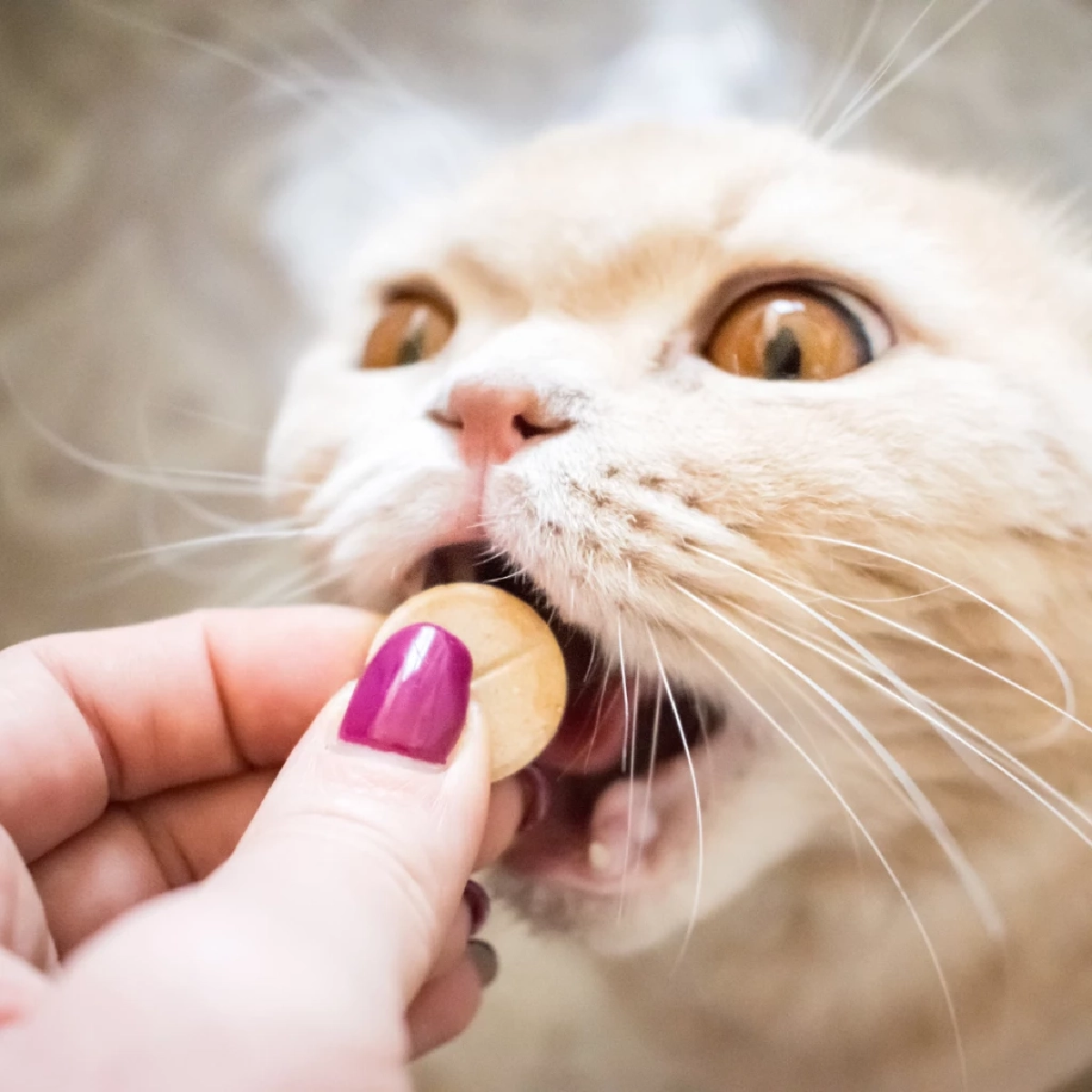 ทุกบ้านใช้ได้ เทคนิคป้อนยาแมวสุดง่าย ดื้อแค่ไหนก็เอาอยู่