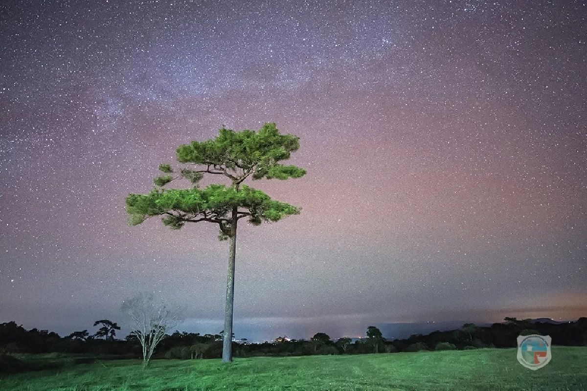 ชวนสัมผัสรอยเท้าไดโนเสาร์ และท้องฟ้า Dark Sky ที่ภูหินร่องกล้า