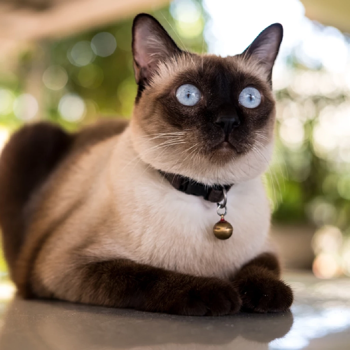 แมววิเชียรมาศ