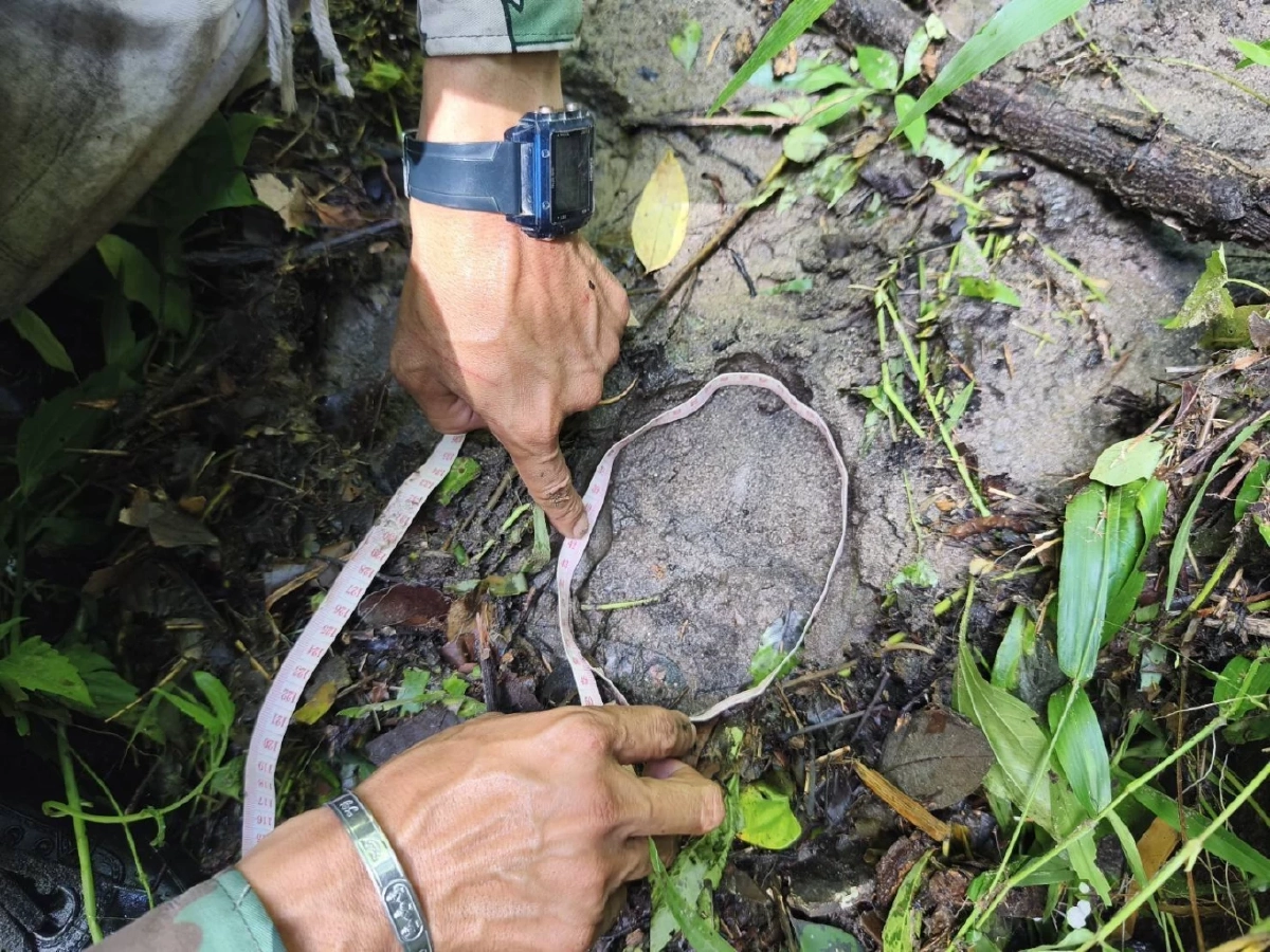 ลูกช้างป่าห้วยขาแข้งกลับคืนโขลงสำเร็จ หลังพบรอยแม่ช้างรับตัว