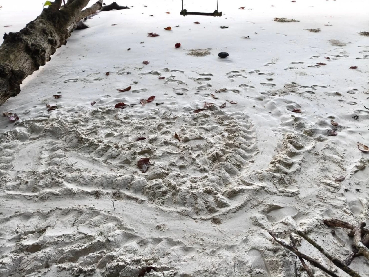 เต่าตนุวางไข่รังที่ 3 สิมิลันคึก! สัญญาณทะเลสมบูรณ์