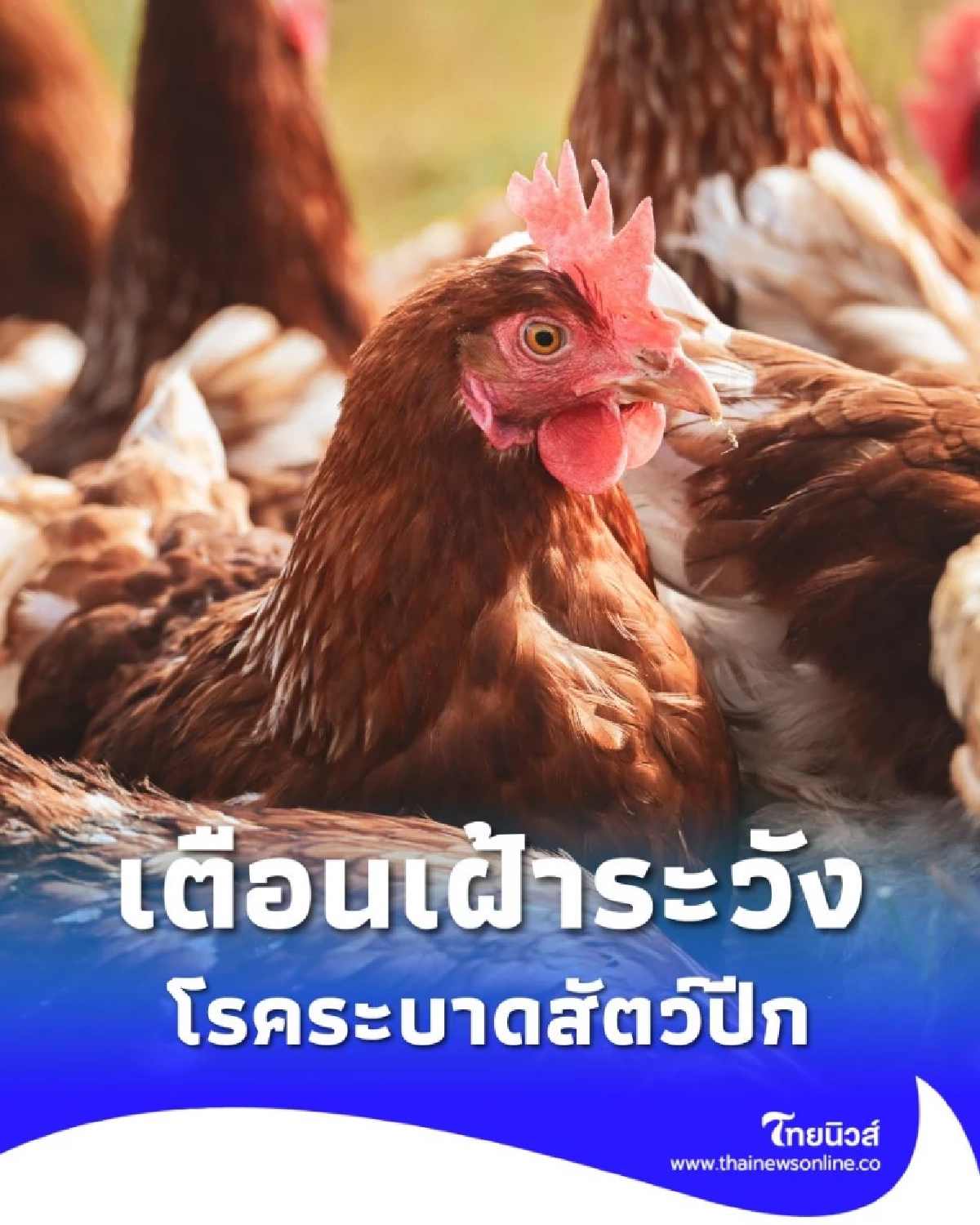 เตือนเกษตรกรให้เฝ้าระวังโรคระบาดสัตว์ปีกในช่วงปลายฝนต้นหนาว