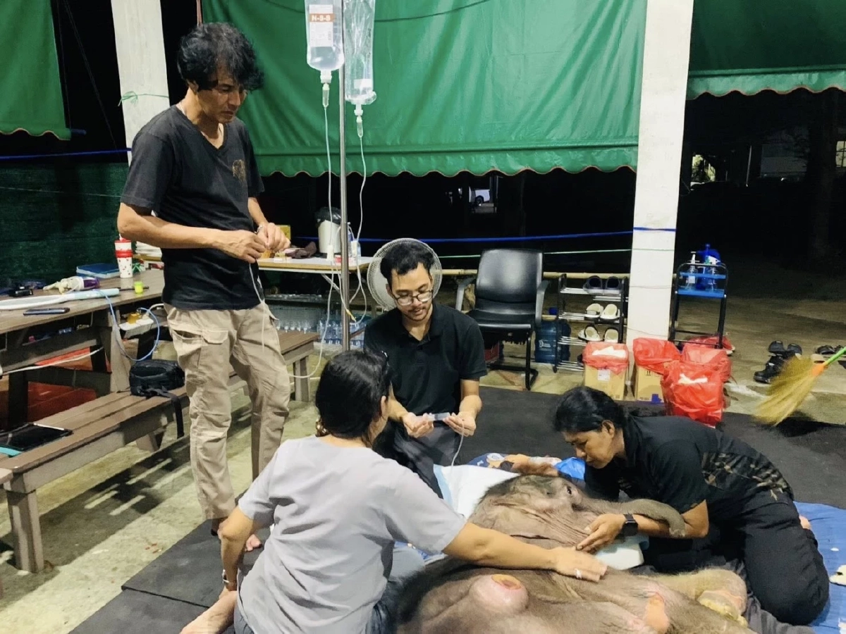 “พังข้าวต้ม” ลูกช้างป่าอาการทรงตัว ผลเลือดล่าสุดเป็นลบ ทีมสัตวแพทย์เฮลั่น!