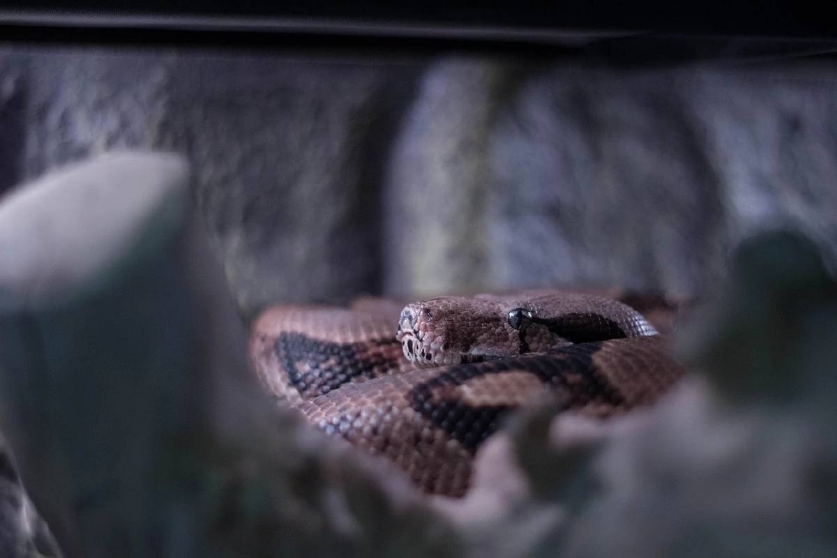 นักจับงูมากประสบการณ์ โดนงูเหลือมลากลงน้ำต่อหน้ากลุ่ม นทท.