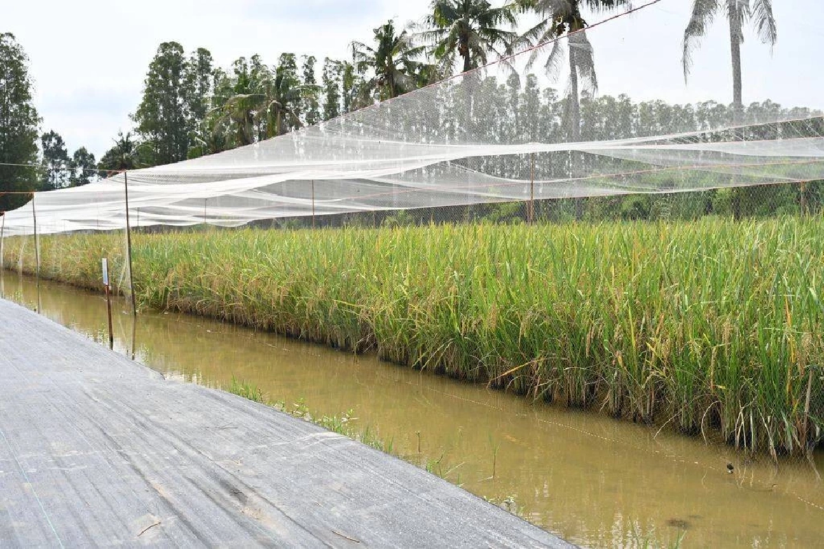 อว.–สวทช. ยัน ข้าวหอมสยาม ปลอดภัย ไม่ใช่ GMO ดันเป็นพันธุ์ทางเลือก