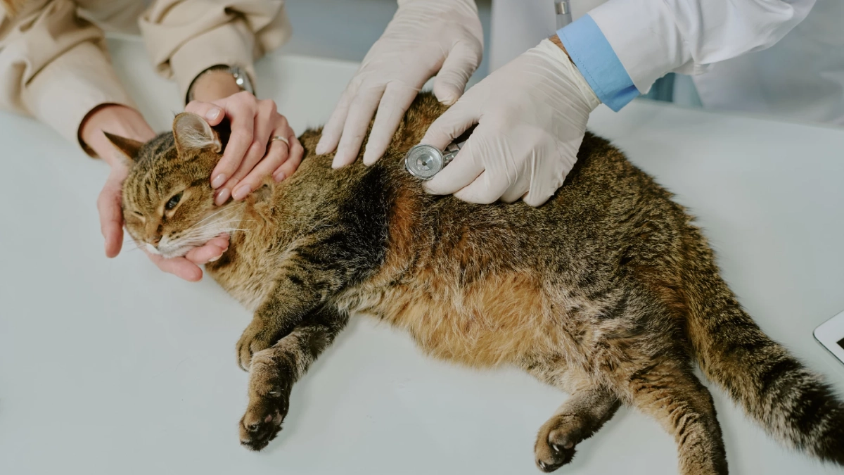 เตือนทาสแมว! อย่าฉีดยาคุมเด็ดขาด เสี่ยงโรคร้ายถึงชีวิต