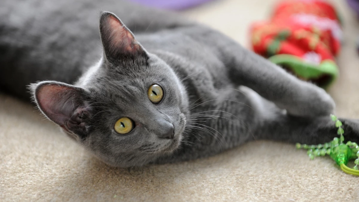 ครม. เห็นชอบประกาศ “แมวไทย” เป็นเอกลักษณ์ประจำชาติประเภทสัตว์เลี้ยง