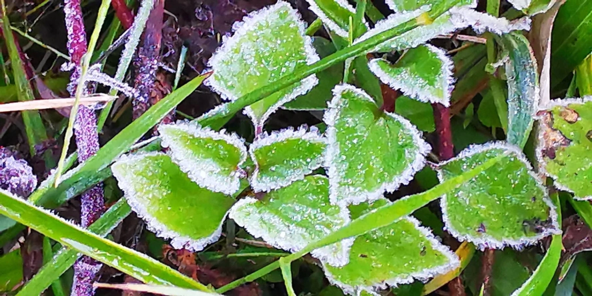 ดอยอินทนนท์พบเหมยขาบแรกของปี อุณหภูมิลดฮวบเหลือ 4 องศา