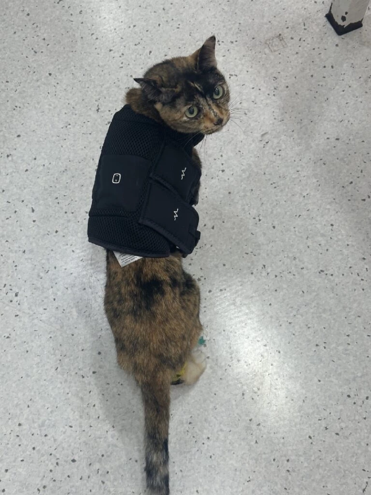 คณะสัตวแพทยจุฬาฯ ผ่าตัดฝังเครื่องกระตุ้นหัวใจในแมว สำเร็จครั้งแรกของไทย