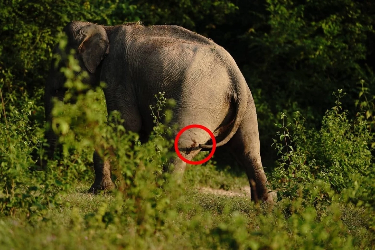 พบช้างป่ากุยบุรีบาดเจ็บขาหลัง เจ้าหน้าที่เร่งประเมินอาการช่วยเหลือ