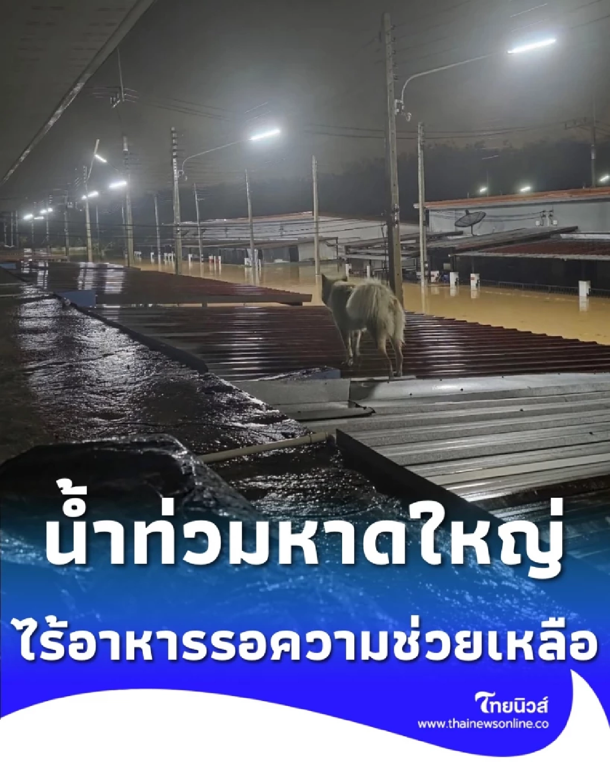 น้ำท่วมมิดหลังคา หลายครอบครัว-น้องหมา ติดค้าง ไร้อาหาร-ไร้เรือช่วย