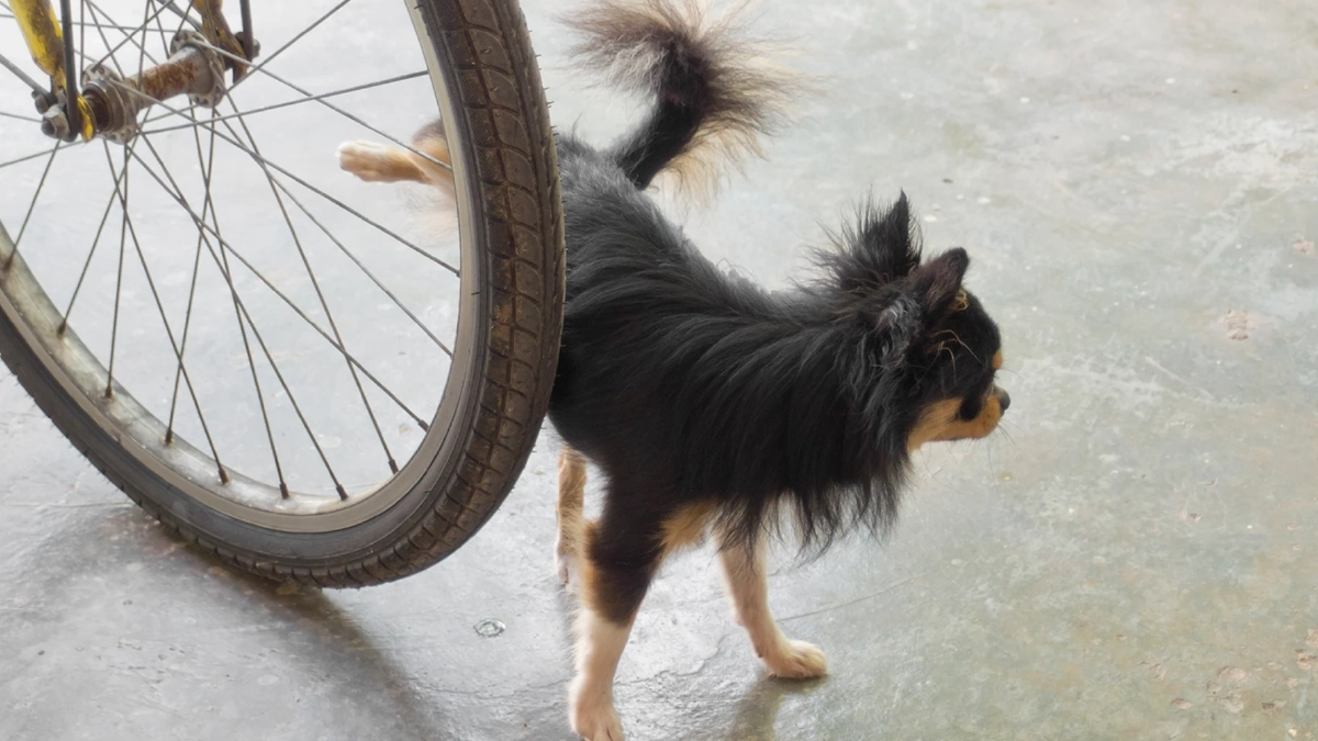 หมาฉี่ไม่เป็นที่ทั่วบ้าน! เปิดเคล็ดลับฝึกน้องให้ฉี่ถูกจุด