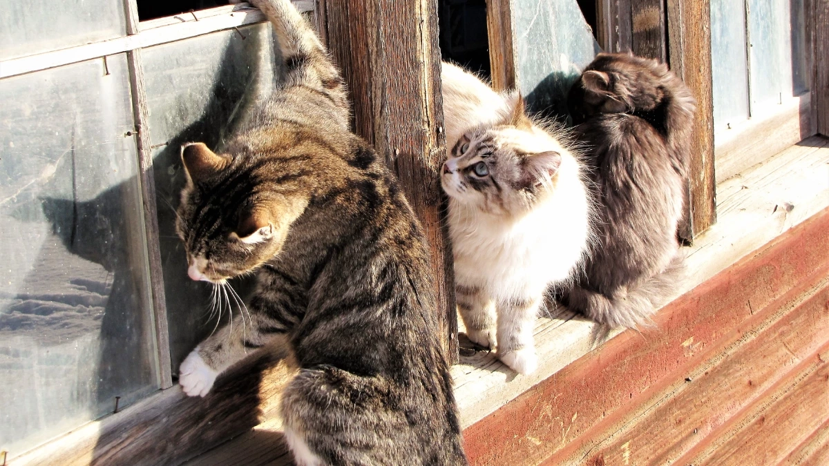 ทำอย่างไรดี? เมื่อหมา–แมวชอบหนีออกจากบ้าน!