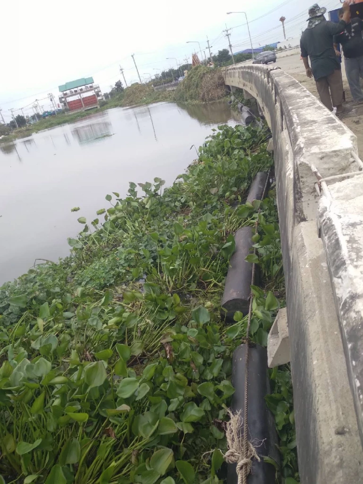 กรมโยธาธิการและผังเมือง ส่งเรือกำจัดผักตบชวาในแม่น้ำท่าจีน แก้ปัญหาการระบายน้ำ