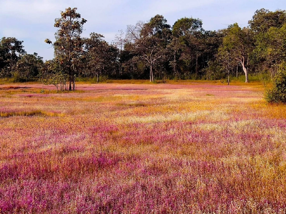 อลังการ! “ทุ่งดอกไม้นามพระราชทาน” บานสะพรั่งกลางป่าอุบลฯ งามดั่งภาพวาด