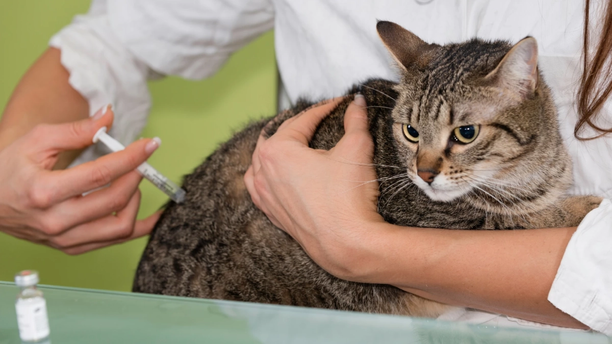 เตือนทาสแมว! อย่าฉีดยาคุมเด็ดขาด เสี่ยงโรคร้ายถึงชีวิต